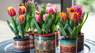How to grow tulips indoors – a step-by-step guide to forcing these beautiful bulbs