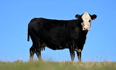 Bone cows bred in Australia provide base material for dental grafts