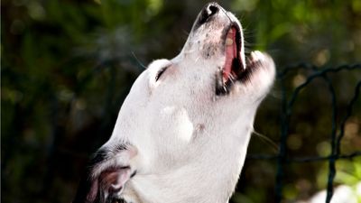 Here are six ways to reduce excessive barking, according to one trainer