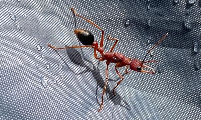 Climate protesters arrested at Port of Newcastle blockade – as it happened