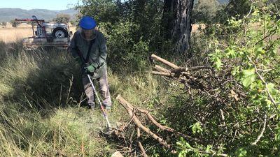 CSIRO targets invasive weeds with natural enemies