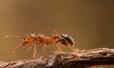 ‘Urgent’ calls for biosecurity funding after fire ants cross Queensland border into NSW