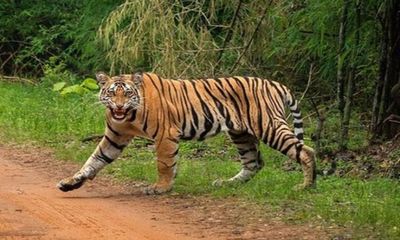 Madhya Pradesh: India's largest Tiger reserve to be set up in Damoh
