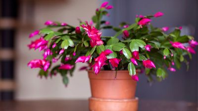 How to Get a Christmas Cactus to Bloom — 4 Ways to Bring Your Festive and Joyful Plant to Life