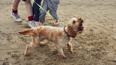 Is your dog showing signs of aggression? Trainer explains why getting to the root cause is so important