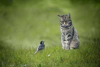 How outdoor cats cause mass extinctions