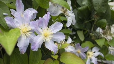 When to cut back clematis for winter – or should you be trimming at all ahead of cold weather?