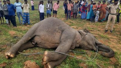 Two elephants die of electrocution in Erode and Krishnagiri districts, another dies after delivering calf