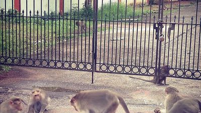 Monkeys go on a rampage in Sasthamcotta