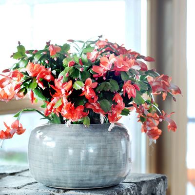 How often to water a Christmas cactus – the perfect schedule for winter, according to houseplant experts