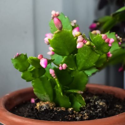 Experts explain how often to water a Christmas cactus and a trick to always get it right