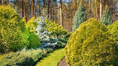 Best pine trees – 11 sculptural choices for yards of all sizes