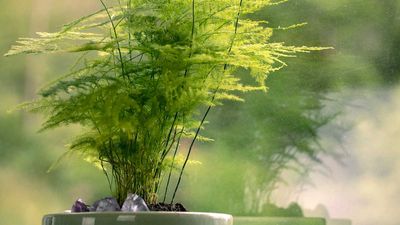 Why is my asparagus fern turning yellow? Solve this common problem with these pro tips
