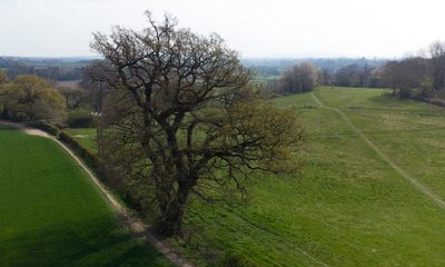 Country diary: This 550-year-old tree stands for all of life