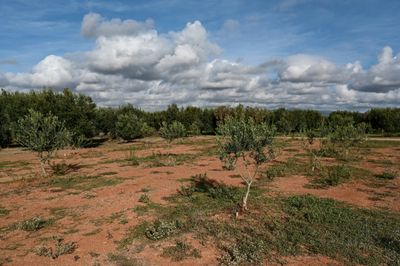 Winter Isn't Coming: Climate Change Hits Greek Olive Crop