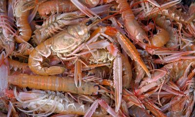 Scampi scam? UK retailers accused of misleading claims on environmental impact