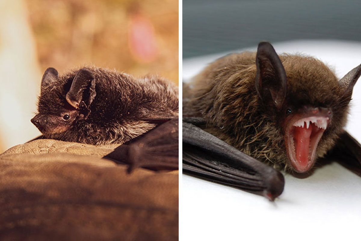 These Bats’ Tools Are Too Big To Reproduce Like Other…