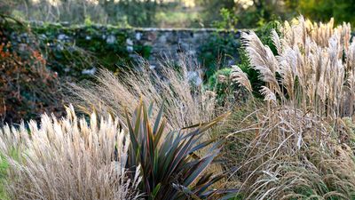 Best architectural plants – shape your winter garden with these textural choices