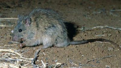 Rat plague hits an Australian coastal town, and thousands more wash up on shore