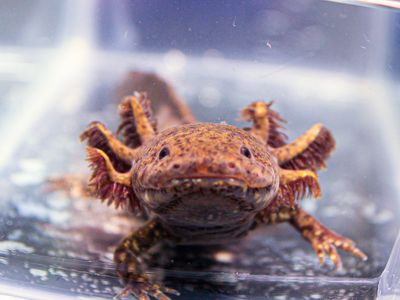 To save axolotls, a campaign in Mexico asks people to virtually adopt them