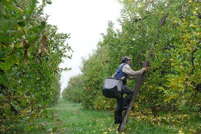 Millions of U.S. apples were almost left to rot. Now, they'll go to hungry families