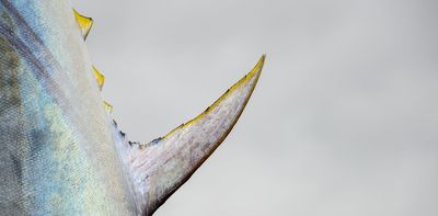 Stones inside fish ears mark time like tree rings – and now they're helping us learn about climate change