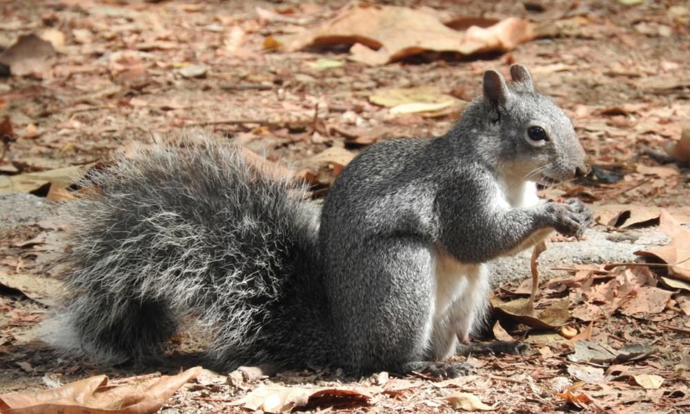 Western gray squirrel placed on endangered list in…