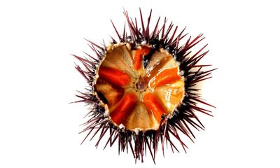 Sea urchin in Sicily at risk of extinction due to popularity as culinary delicacy