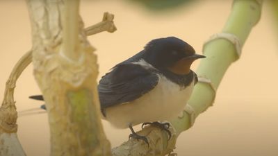 Stunning footage captures tiny bird's fight for survival in massive Saharan sandstorm
