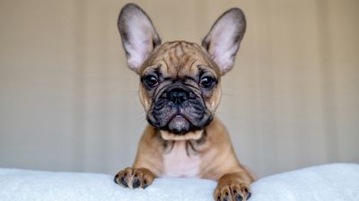 32 most popular dog breeds