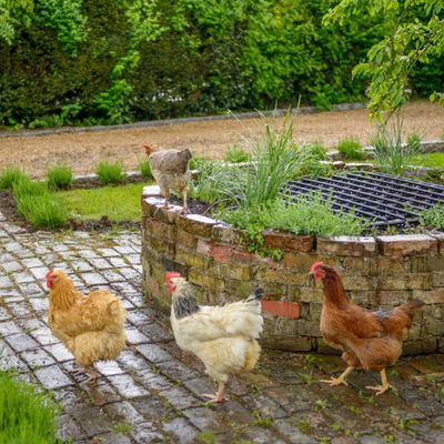 How to prepare raised beds for winter – from planting cover crops to repurposing your autumn leaves