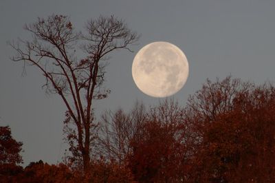 You Cannot Miss Tonight’s Spectacular Beaver Moon — Here’s the Best Way To View It