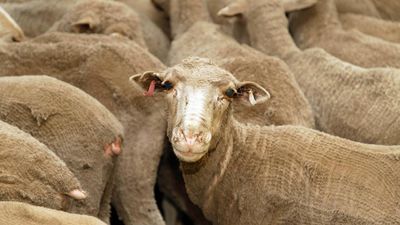 Live sheep export ban could cost WA economy $128m