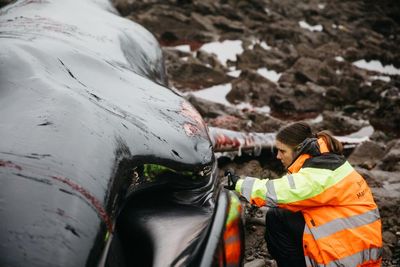 Levels of toxic PCB chemicals found at 30 times ‘safe’ limits in stranded whales