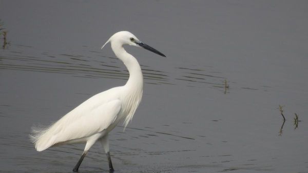 We analysed citizen science to find Australia's top 10 most elusive birds