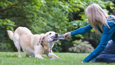 Does your dog get overexcited during tug of war? This trainer explains how to handle it