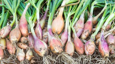 How to grow shallots – advice for growing from sets or seed from an experienced kitchen gardener