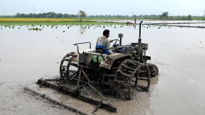 Northeast monsoon brings relief to farmers in Prakasam