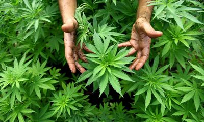 NSW drug law overhaul would allow six marijuana plants for personal use