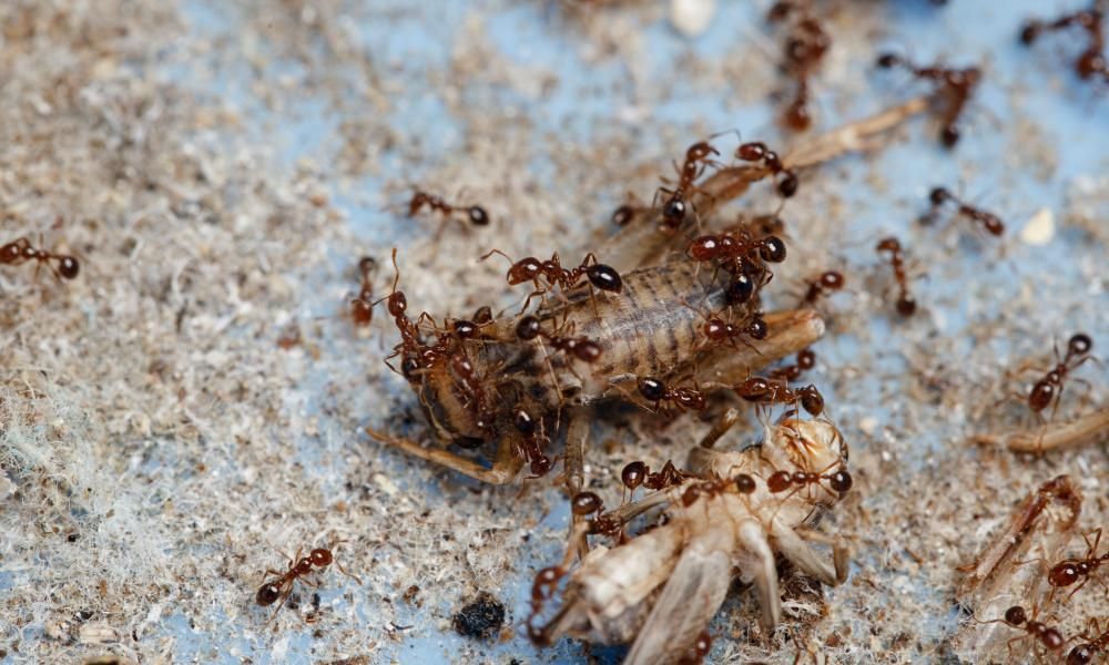 What are fire ants, and what will happen if these tiny…