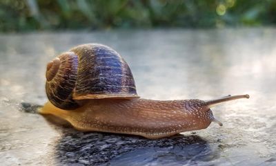 The pet I’ll never forget: Bryan the snail was moist and silent – and my best friend in a world of bullies