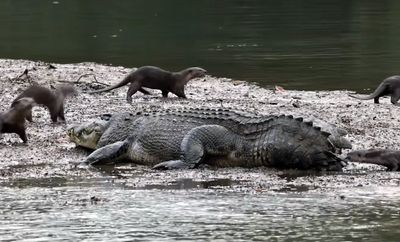 ‘Fearless’ otters appear to be teasing crocodile with missing tail