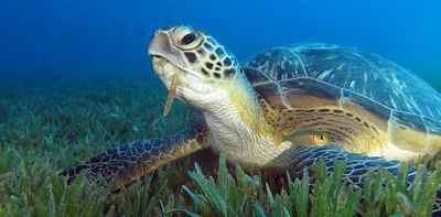 As seas get warmer, tropical species are moving further from the equator