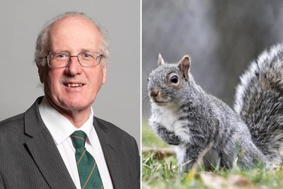 MP says grey squirrels are 'the Hamas of the squirrel world'