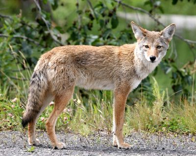 US agency to end use of 'cyanide bomb' to kill coyotes and other predators, citing safety concerns