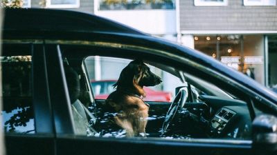 82% Of Dog Owners Travel With Their Dogs, Forbes Survey Finds