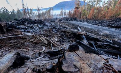 Native forest logging ban in Tasmania could save state $72m, pro-market thinktank says
