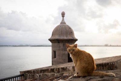 Puerto Rico’s famous stray cats will be removed