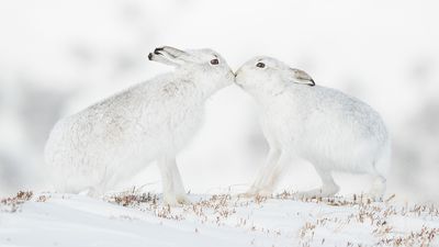 Courting hares and curious cubs among Wildlife Photographer of the Year People's Choice shortlist