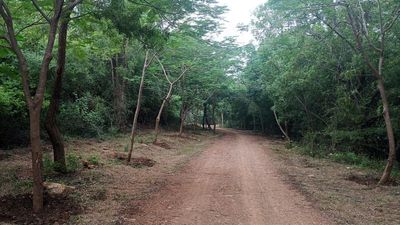 Palnadu forest dept. begins work on prevention of forest fires